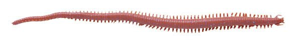 Berkley Gulp!® Sandworm (Néréïs) – 1109382.jpg