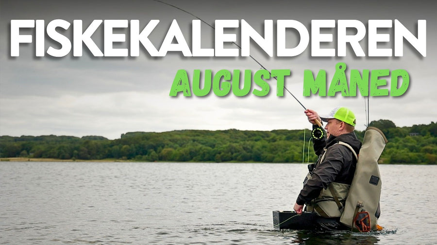 Fiskekalenderen: august – hvad kan du fiske efter?