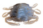 Berkley Gulp!® Saltwater Peeler Crab â€“ 1109389.jpg