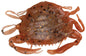 Berkley Gulp!® Saltwater Peeler Crab â€“ 1109391.jpg