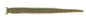 Berkley Gulp!® Saltwater Fat Sandworm â€“ 1562566.jpg