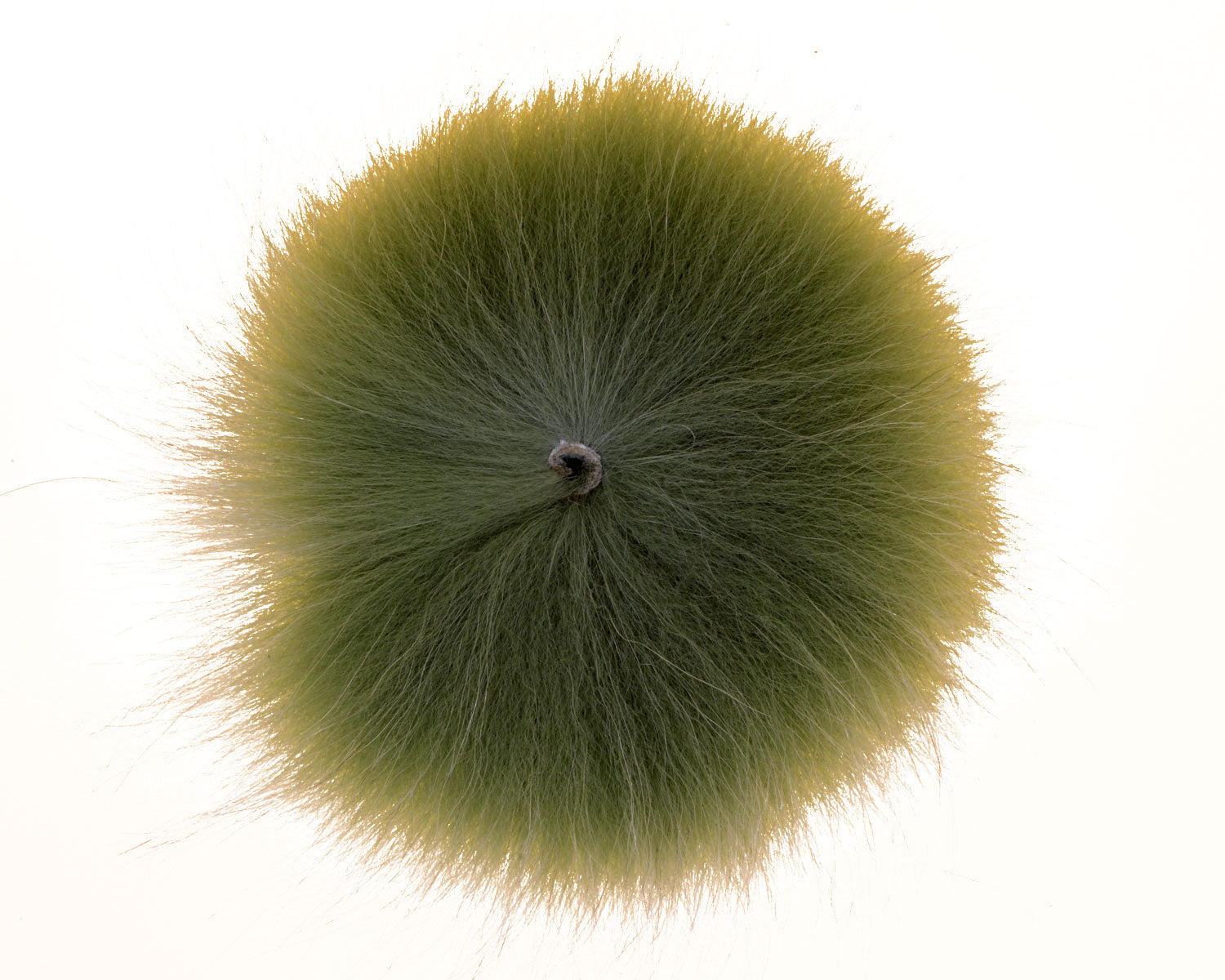 457532_web.jpg