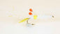 Hot Spot Shrimp Yellow Kystflue
