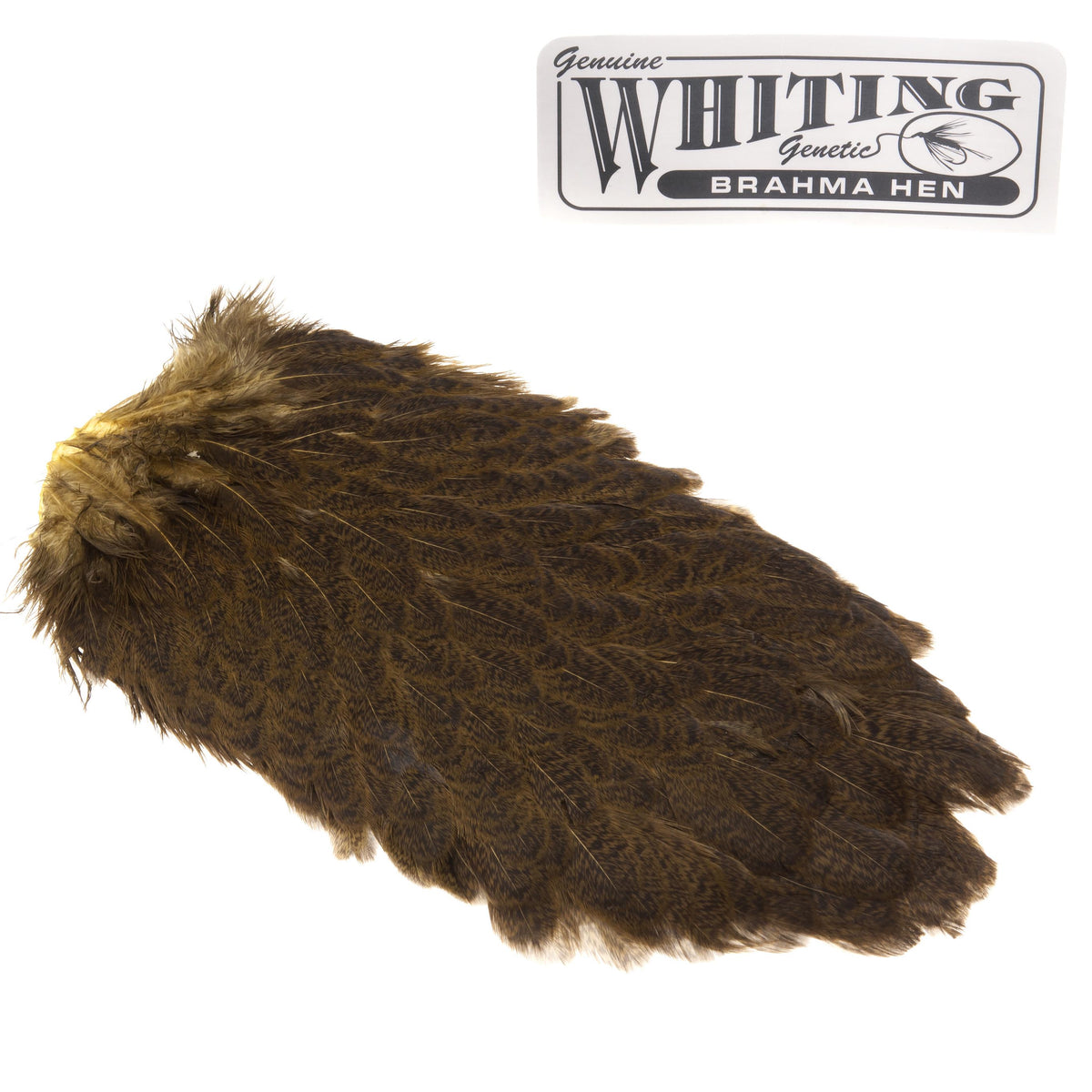 Whiting Brahma Høne Saddle