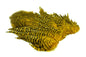 Whiting Rooster SH/C â€“ dealerweb-cms-18e96430-94c6-41f4-8590-32efe24c8daf.jpg