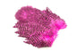 Whiting Rooster SH/C â€“ dealerweb-cms-6a981c61-221a-4a1d-a5bb-70ef546ef601.jpg