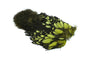 Whiting American Hen SH/C â€“ dealerweb-cms-8cbcb276-6285-497e-9ab3-353911c909f7.jpg
