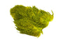 Whiting Rooster SH/C â€“ dealerweb-cms-9e1c241a-7dad-41f1-ab52-144a00bdb5f7.jpg