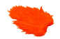 Whiting Rooster SH/C â€“ dealerweb-cms-a24a48f5-4adb-433c-b473-d5d9a368cd7c.jpg