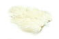 Whiting American Hen SH/C â€“ dealerweb-cms-c2dc6915-f4a2-4dcc-a5f5-03197613fb77.jpg