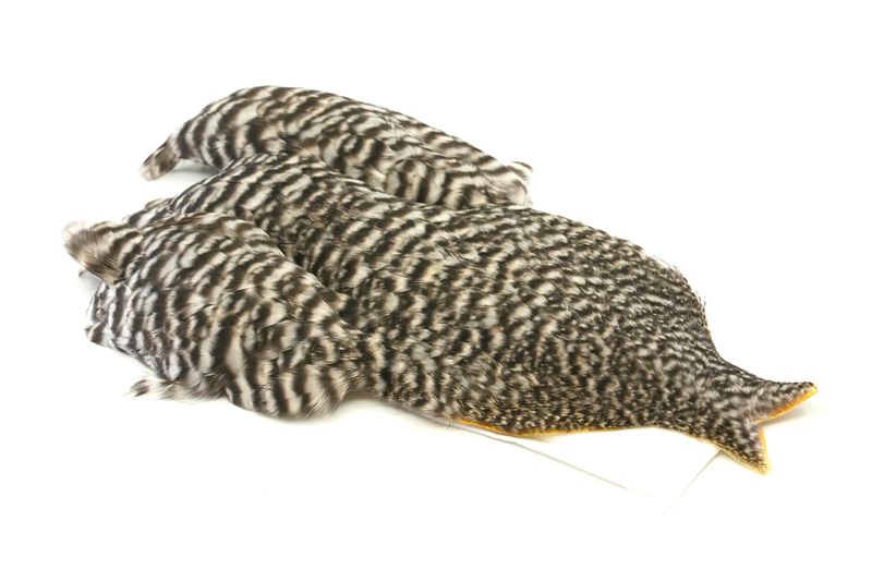 Whiting 4 B's Hen Cape â€“ dealerweb-cms-ef806e6b-3e55-4ecd-bc1c-9a66b05fc4e9.jpg